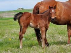 Whiskey Up Krill JW <BR>AQHA PENDING
